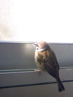 f:id:chocogura:20091230192208j:image