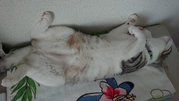 f:id:chocohima0802:20190715101524j:plain