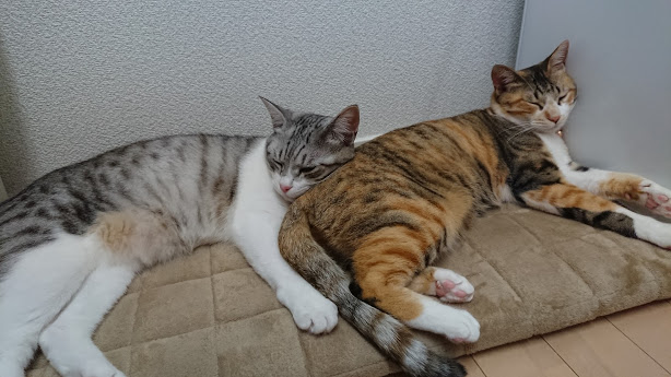 f:id:chocohima0802:20190715102637j:plain