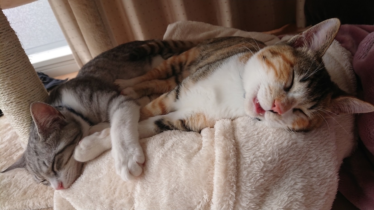 f:id:chocohima0802:20190716162731j:plain