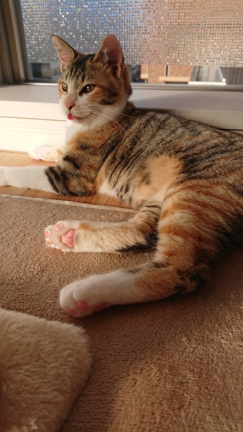 f:id:chocohima0802:20190716162859j:plain