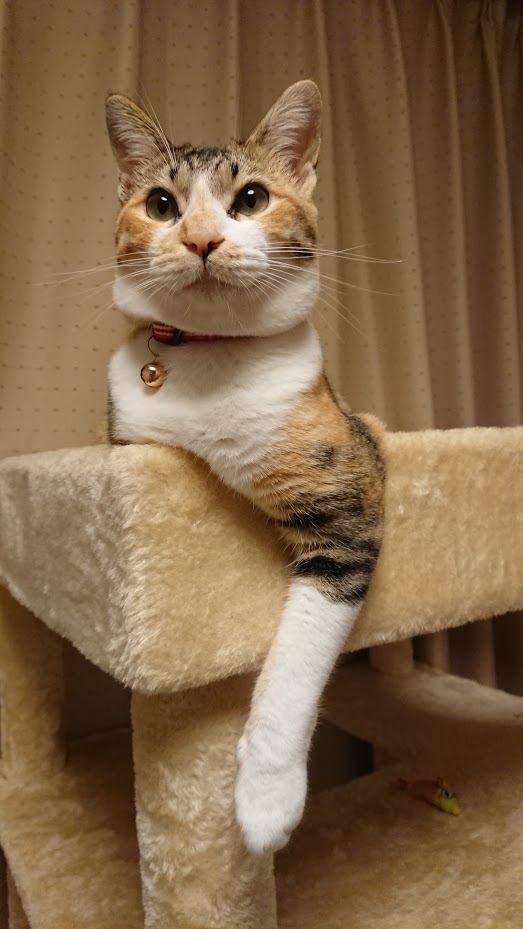 f:id:chocohima0802:20190718132812j:plain f:id:chocohima0802:20190718132812j:plain