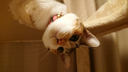 f:id:chocohima0802:20190718133211j:plain f:id:chocohima0802:20190718133211j:plain