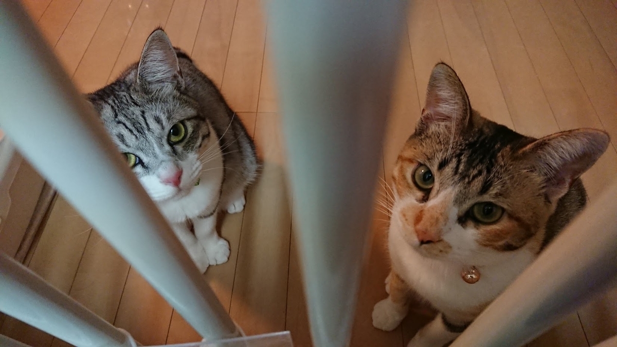 f:id:chocohima0802:20190718133839j:plain f:id:chocohima0802:20190718133839j:plain