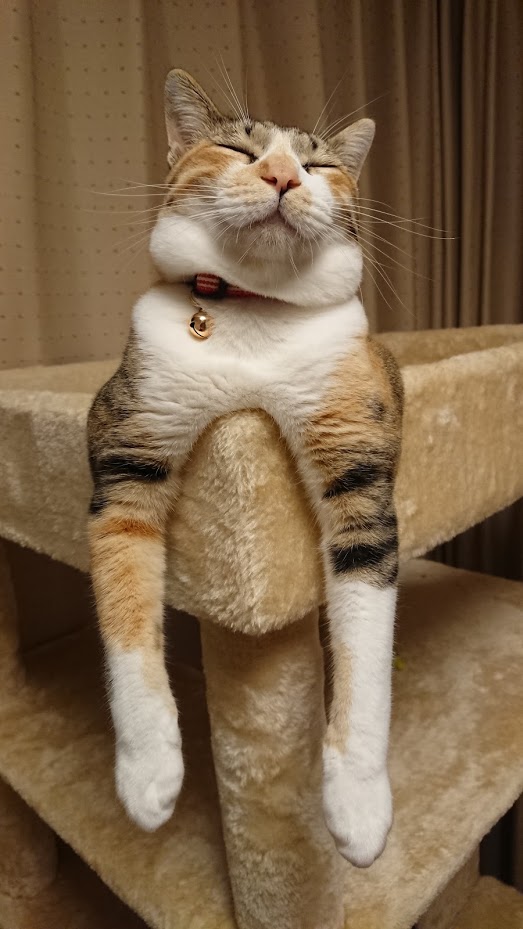 f:id:chocohima0802:20190718135346j:plain f:id:chocohima0802:20190718135346j:plain