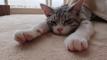 f:id:chocohima0802:20190731172847j:plain f:id:chocohima0802:20190731172847j:plain