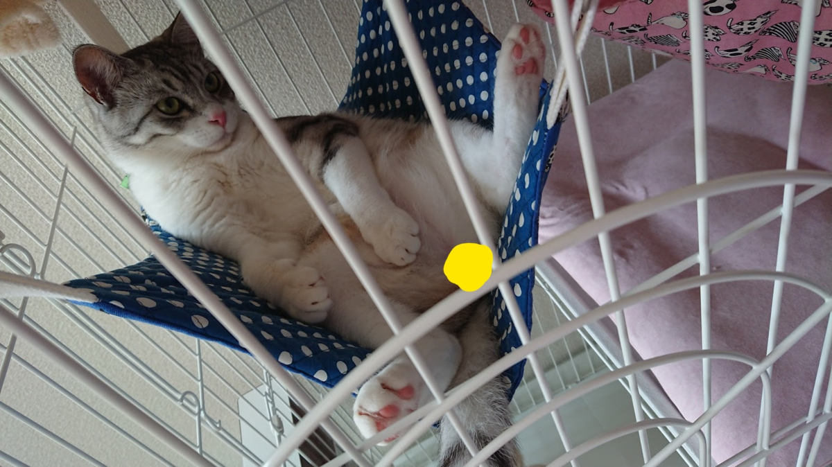 f:id:chocohima0802:20190801173656p:plain f:id:chocohima0802:20190801173656p:plain
