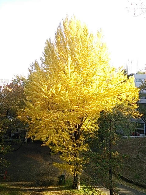f:id:chocokuro325:20171126234829j:plain