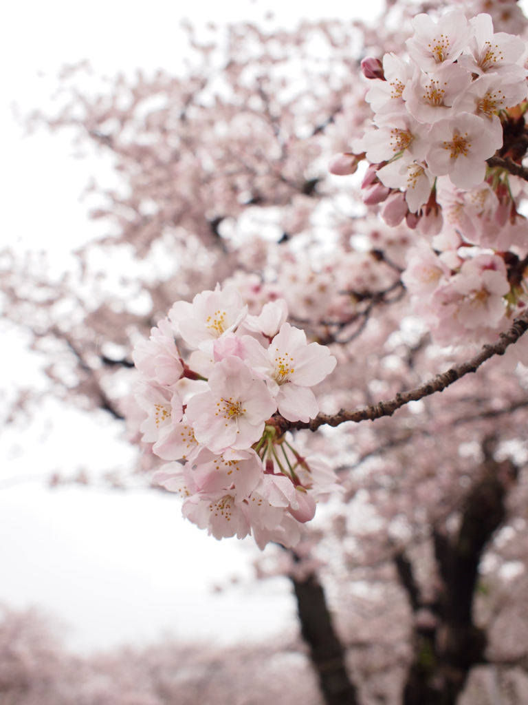 f:id:chocolat12:20170408175329j:plain f:id:chocolat12:20170408175329j:plain