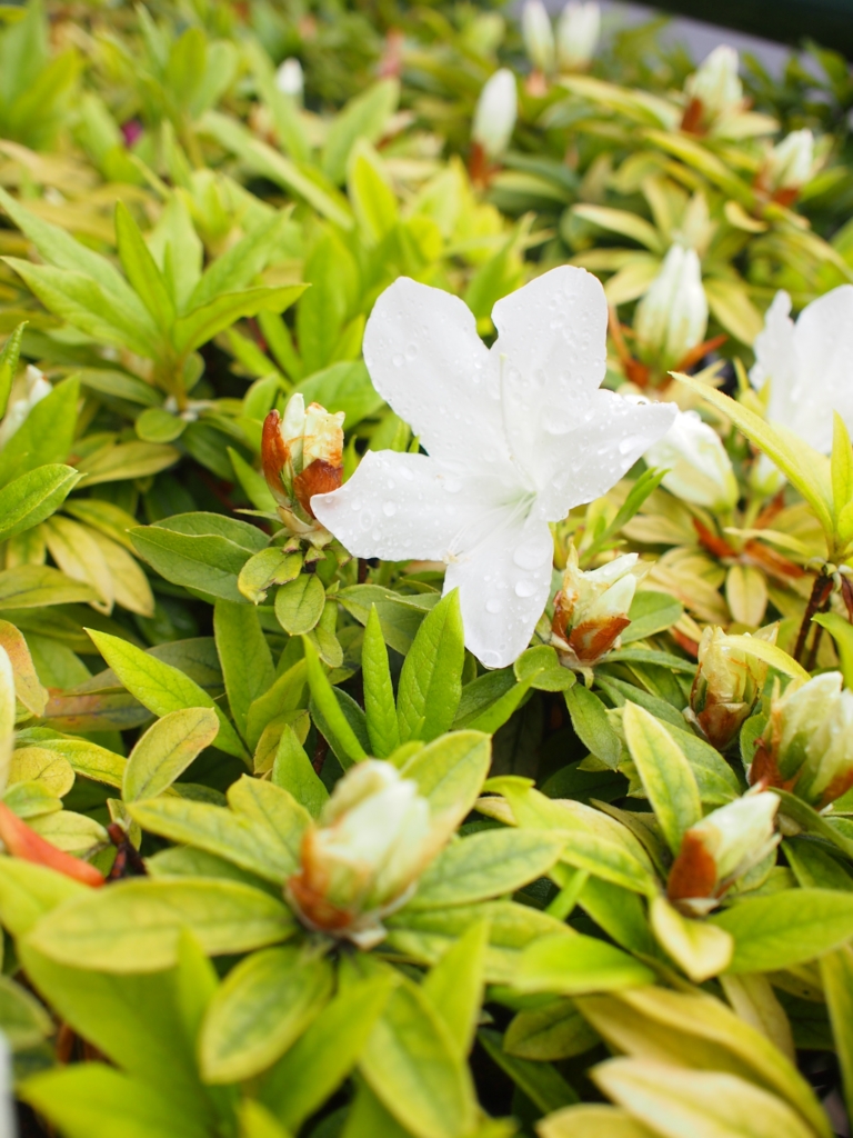 f:id:chocolat12:20170414011612j:plain