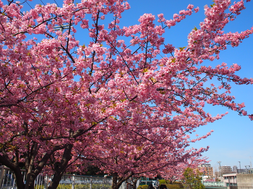 河津桜