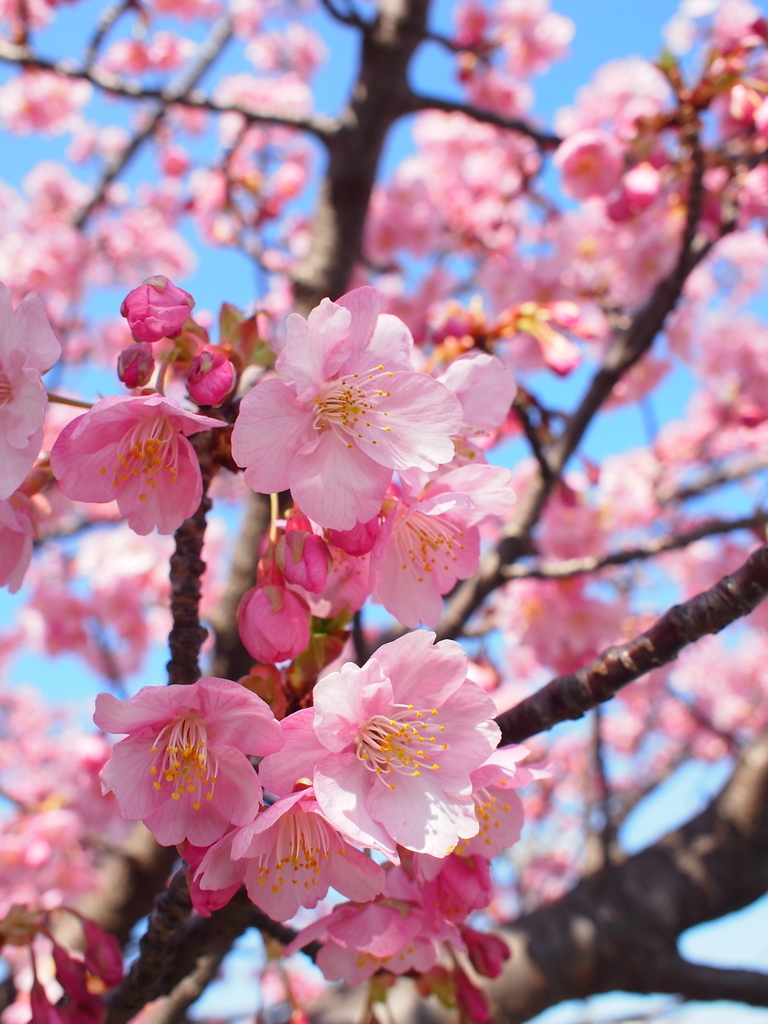 河津桜