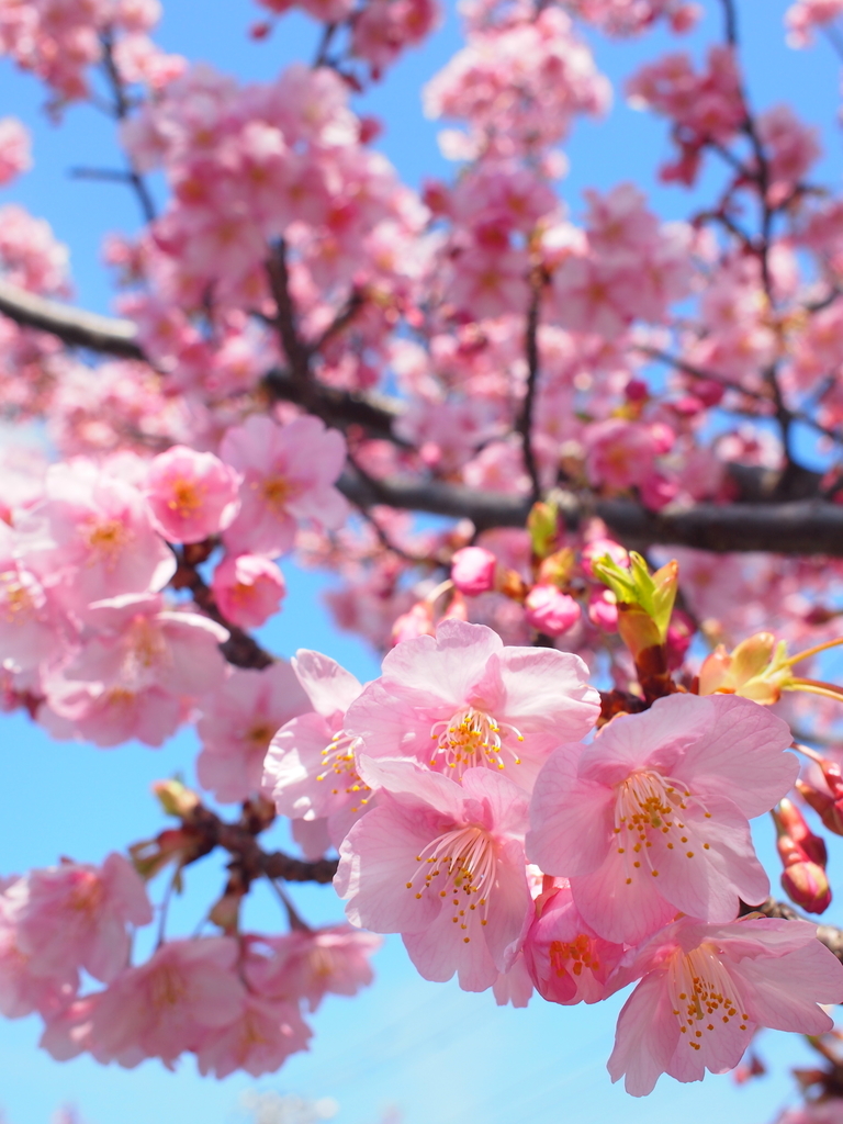 河津桜