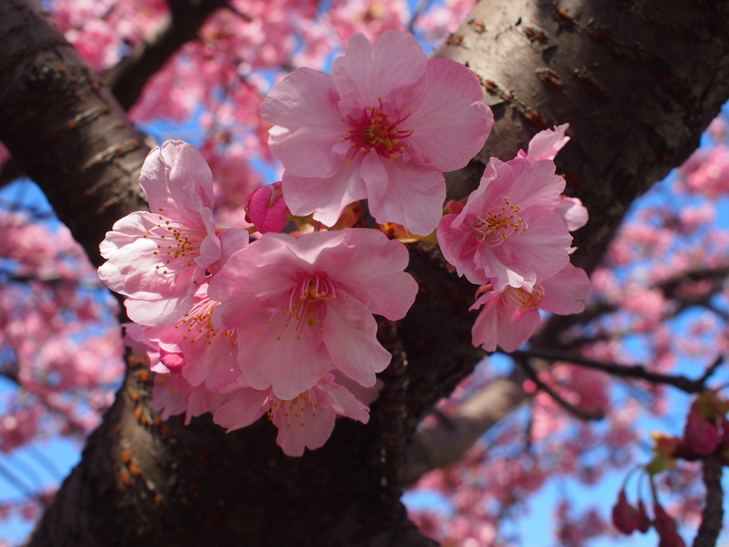 河津桜