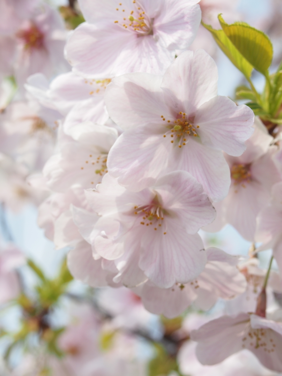 桜
