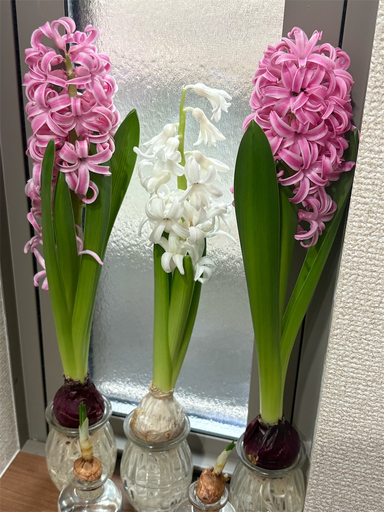 f:id:chocolat12:20260211003828j:image