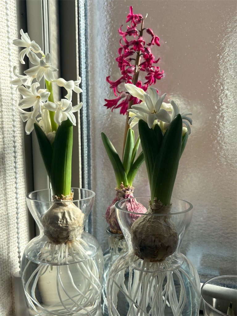 f:id:chocolat12:20260211003834j:image