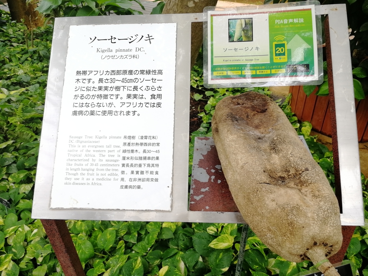 熱帯ドリームセンターの見所 お得情報レポート てくてく沖縄
