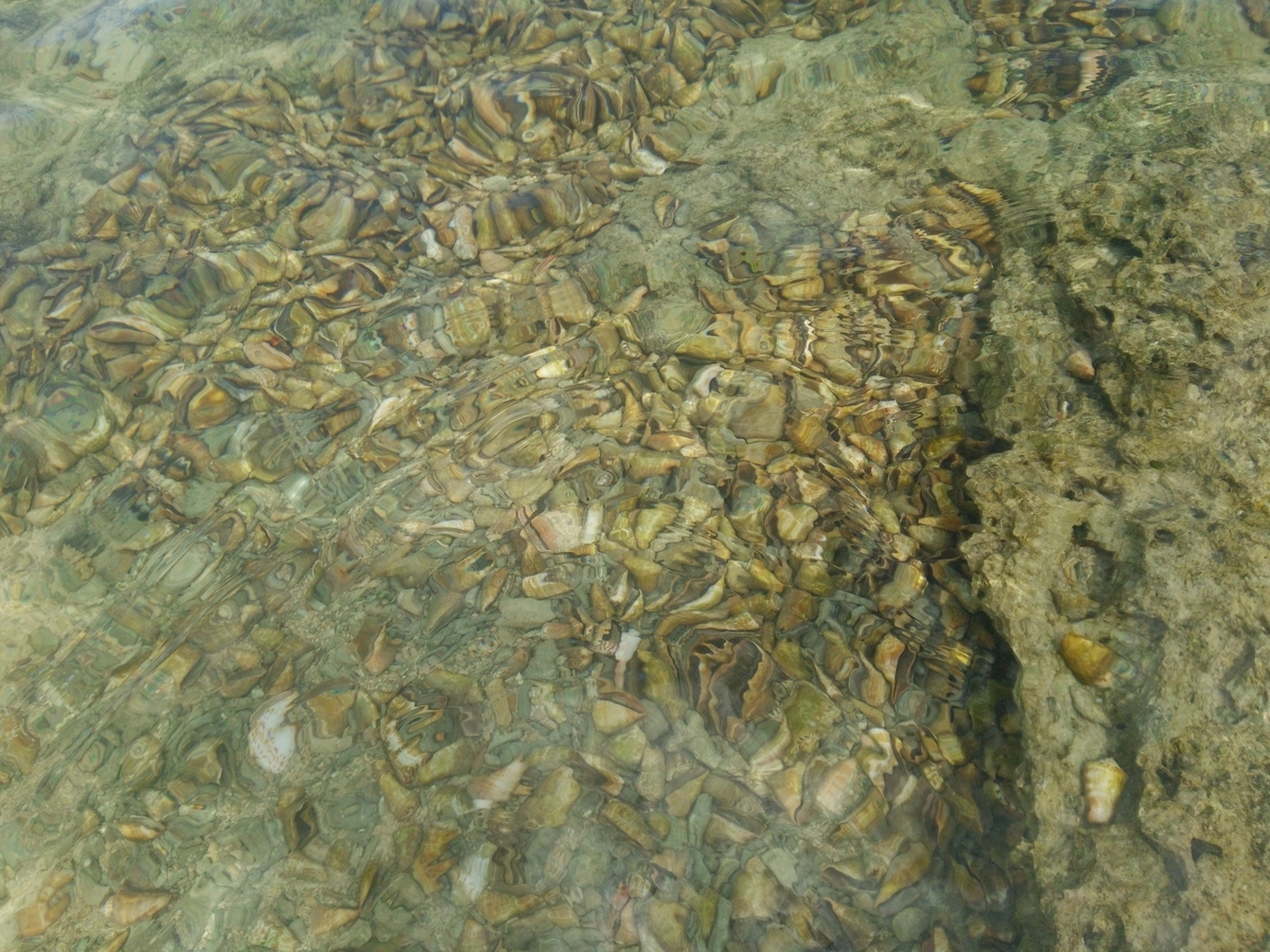 f:id:chocolat152:20200921184448j:plain