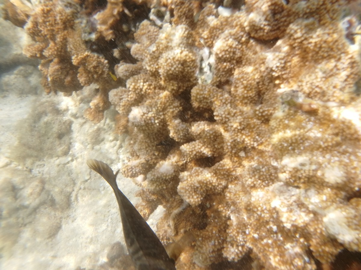 f:id:chocolat152:20201130003554j:plain