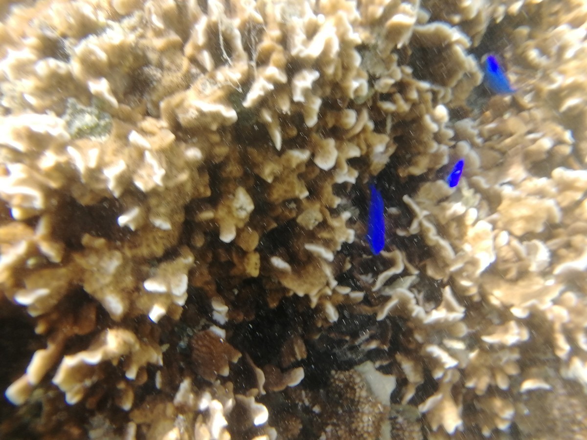 f:id:chocolat152:20201130003657j:plain