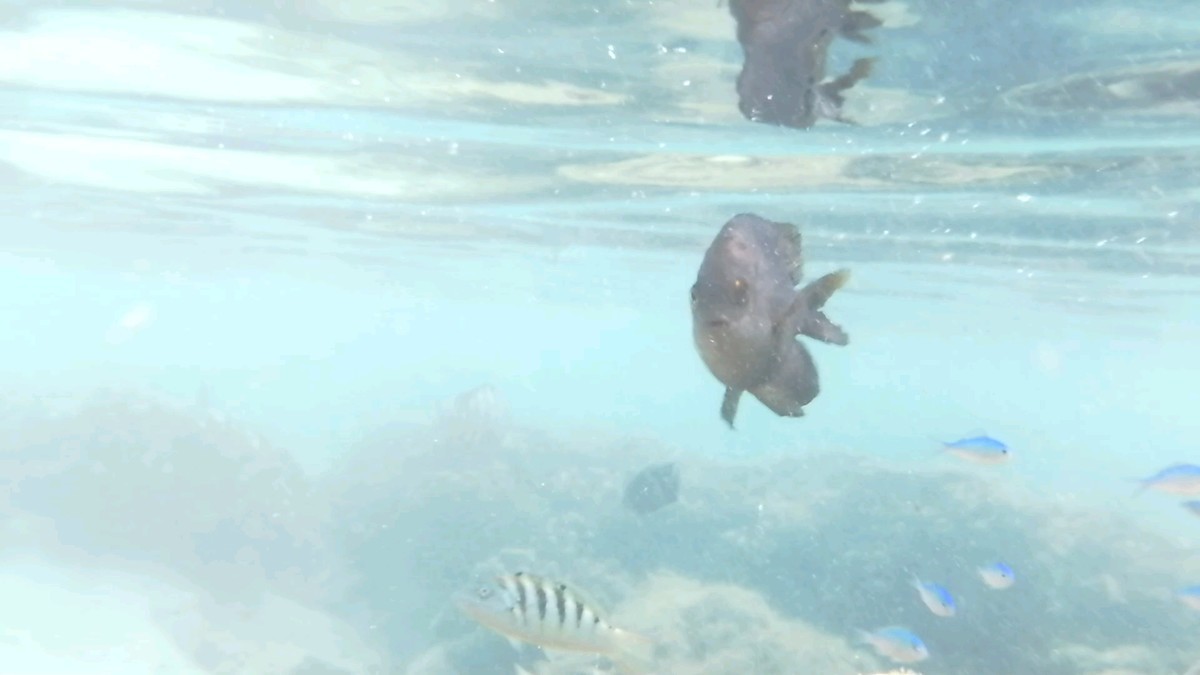 f:id:chocolat152:20201130003659j:plain