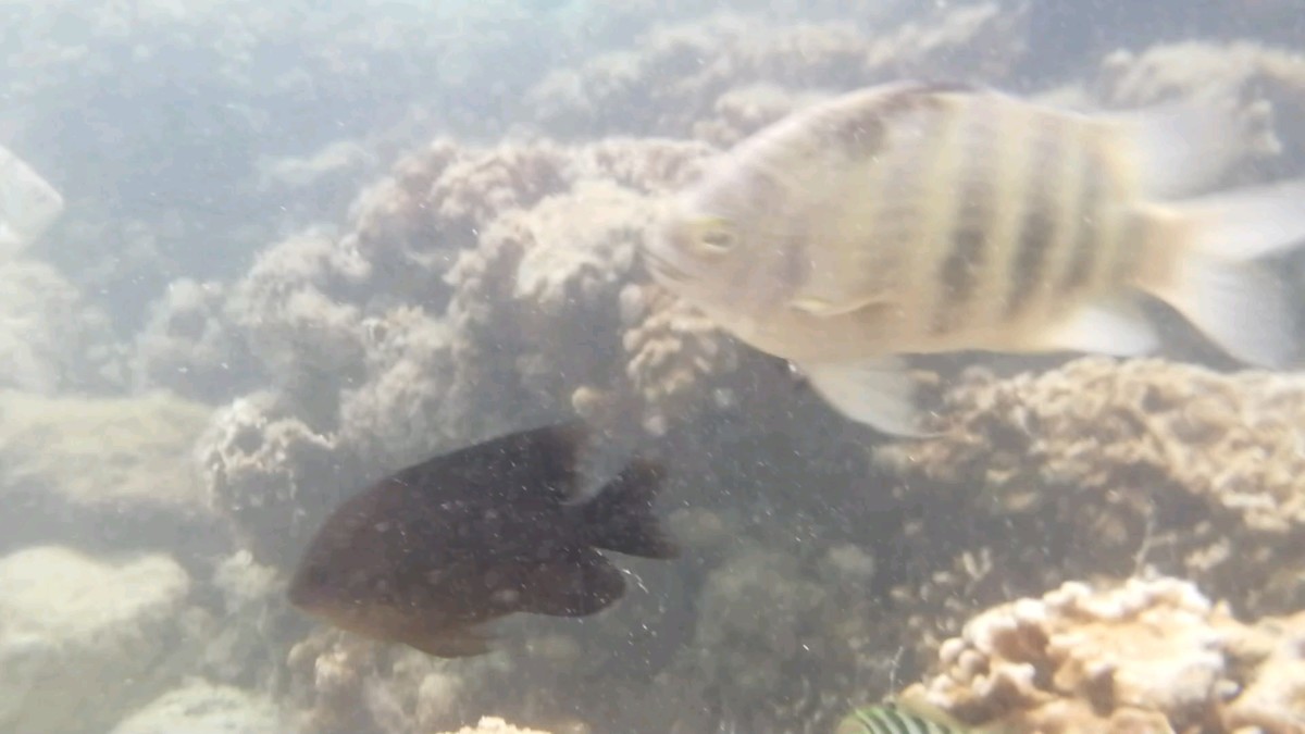 f:id:chocolat152:20201130003723j:plain