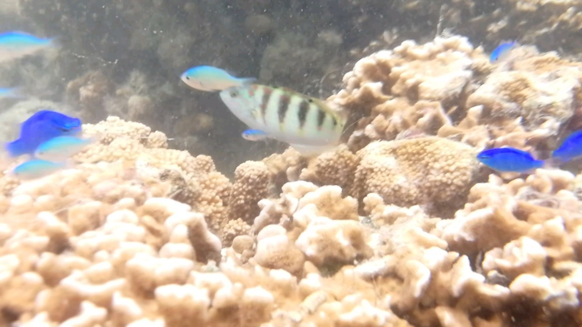 f:id:chocolat152:20201130003732j:plain