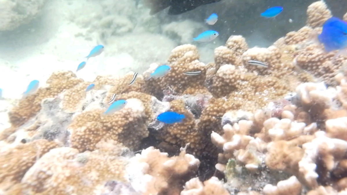 f:id:chocolat152:20201130003734j:plain