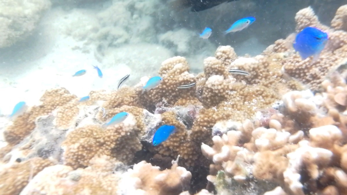 f:id:chocolat152:20201130003740j:plain