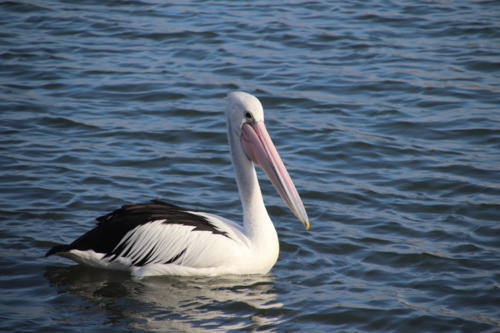 f:id:chocolatajump:20180427051334j:image