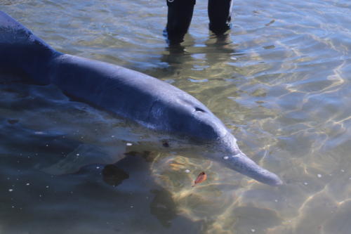 f:id:chocolatajump:20180531223315j:image