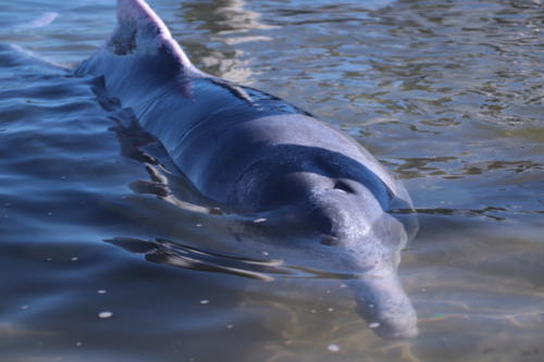 f:id:chocolatajump:20180531223323j:image