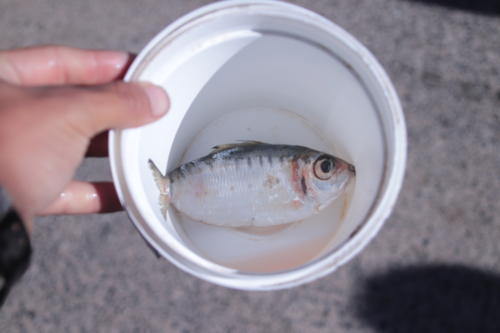 f:id:chocolatajump:20180531225059j:image