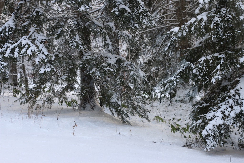 f:id:chocolatecoffee:20170104162518j:image