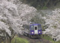 [鉄道][関西本線]笠置の桜