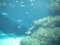 [葛西臨海水族園][水族館]