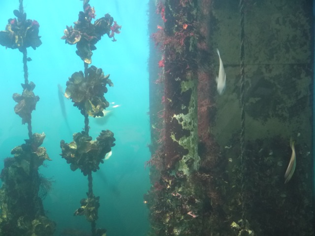 [葛西臨海水族園][水族館]