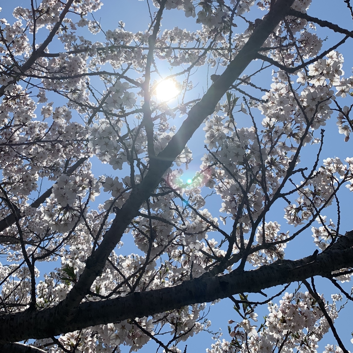 f:id:chocorash:20190509134328j:plain