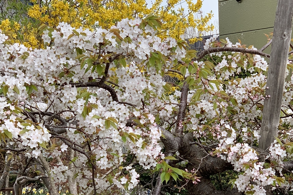 f:id:chocorash:20190510131100j:plain