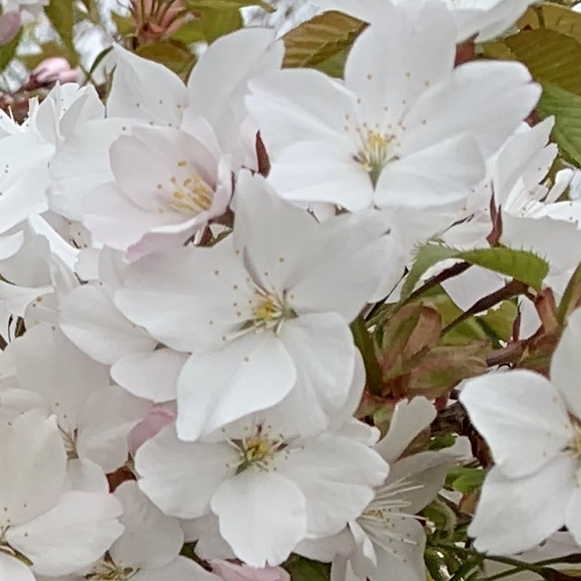 f:id:chocorash:20190510131141j:plain