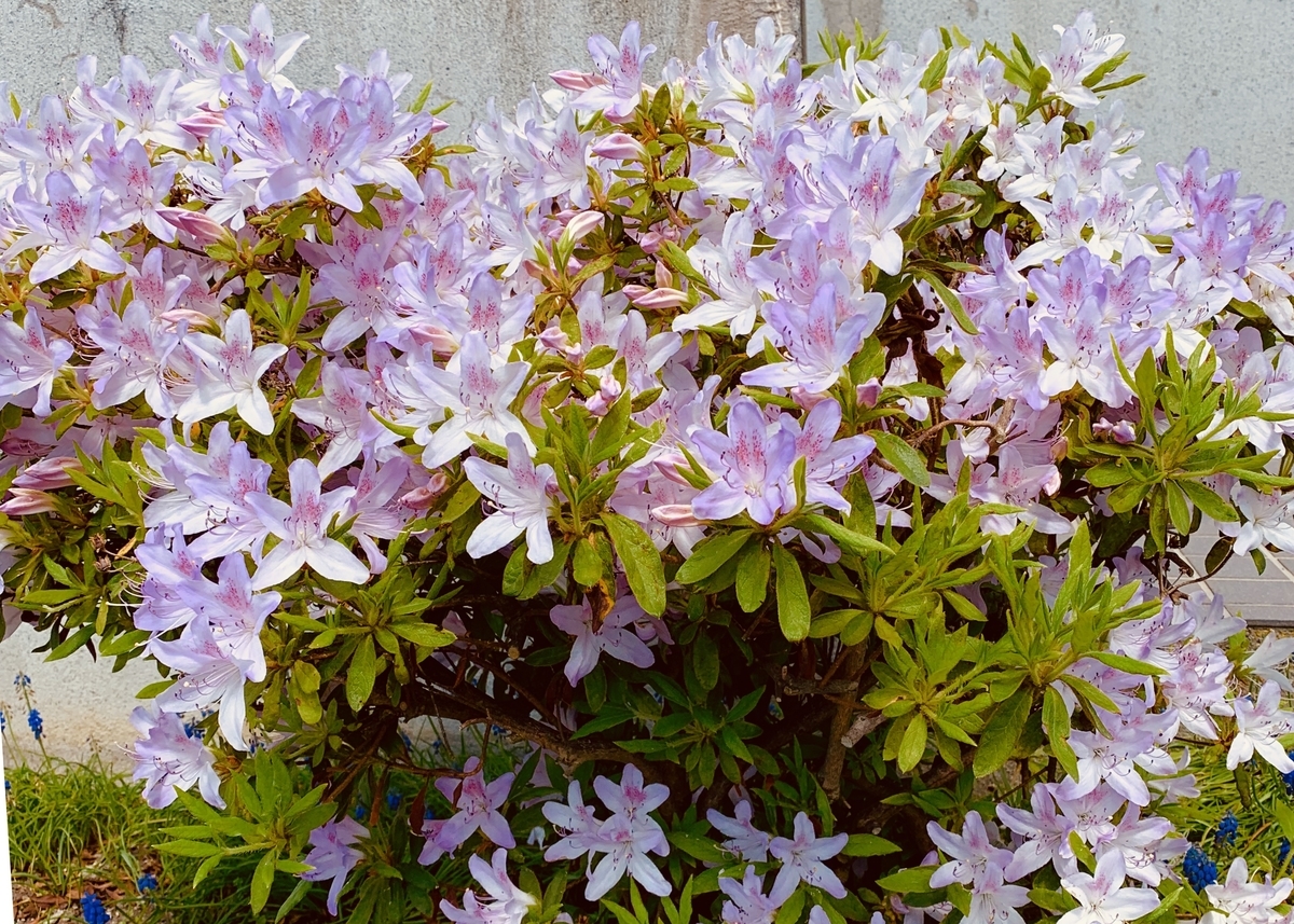 f:id:chocorash:20190524135844j:plain f:id:chocorash:20190524135844j:plain