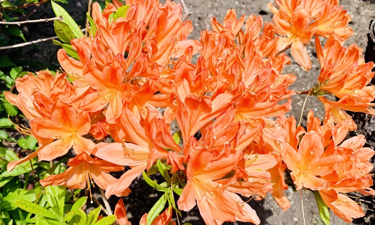 f:id:chocorash:20190524140009j:plain f:id:chocorash:20190524140009j:plain