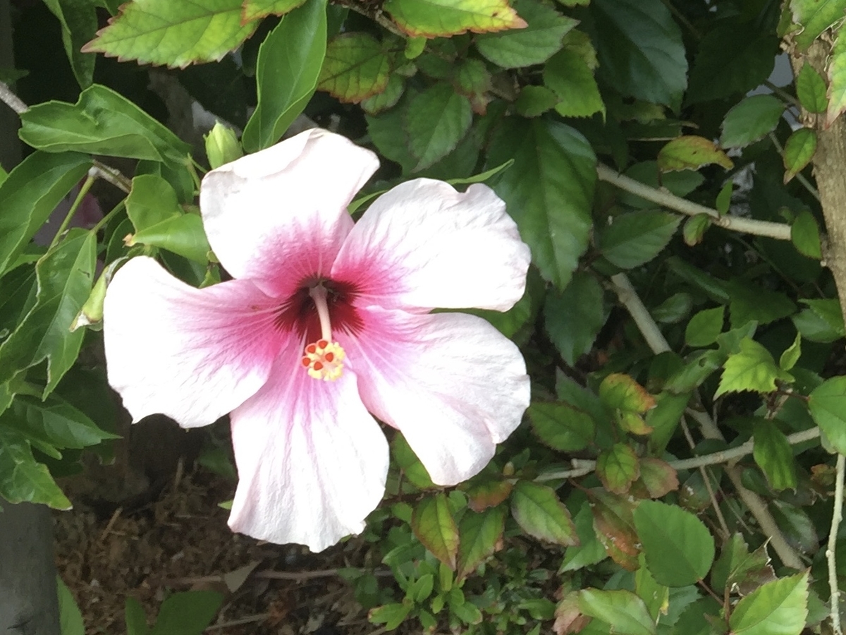 f:id:chocorash:20190603095846j:plain