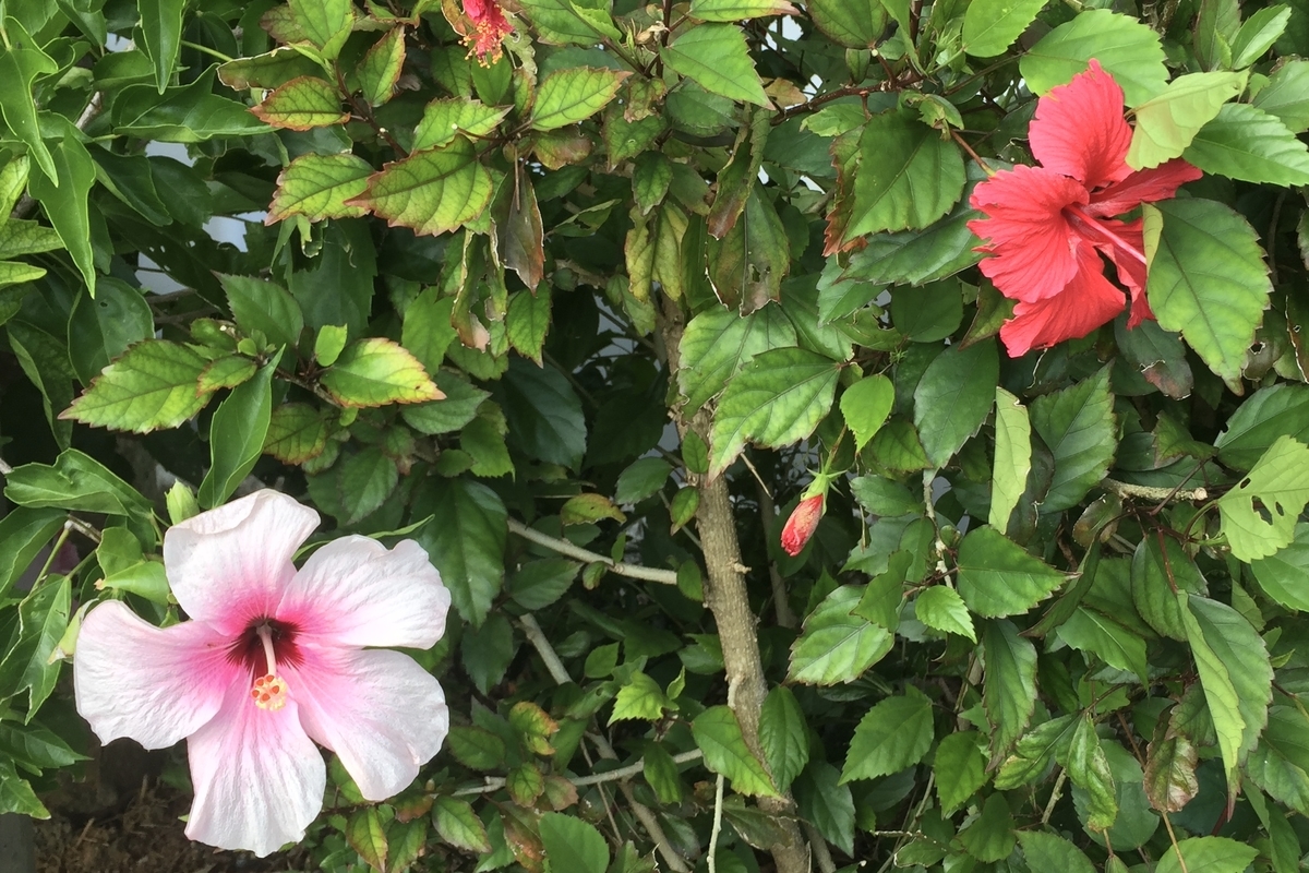 f:id:chocorash:20190603095910j:plain