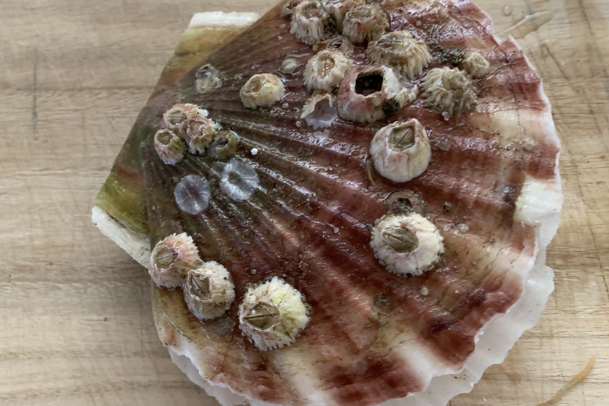 f:id:chocorash:20190608165823j:plain f:id:chocorash:20190608165823j:plain