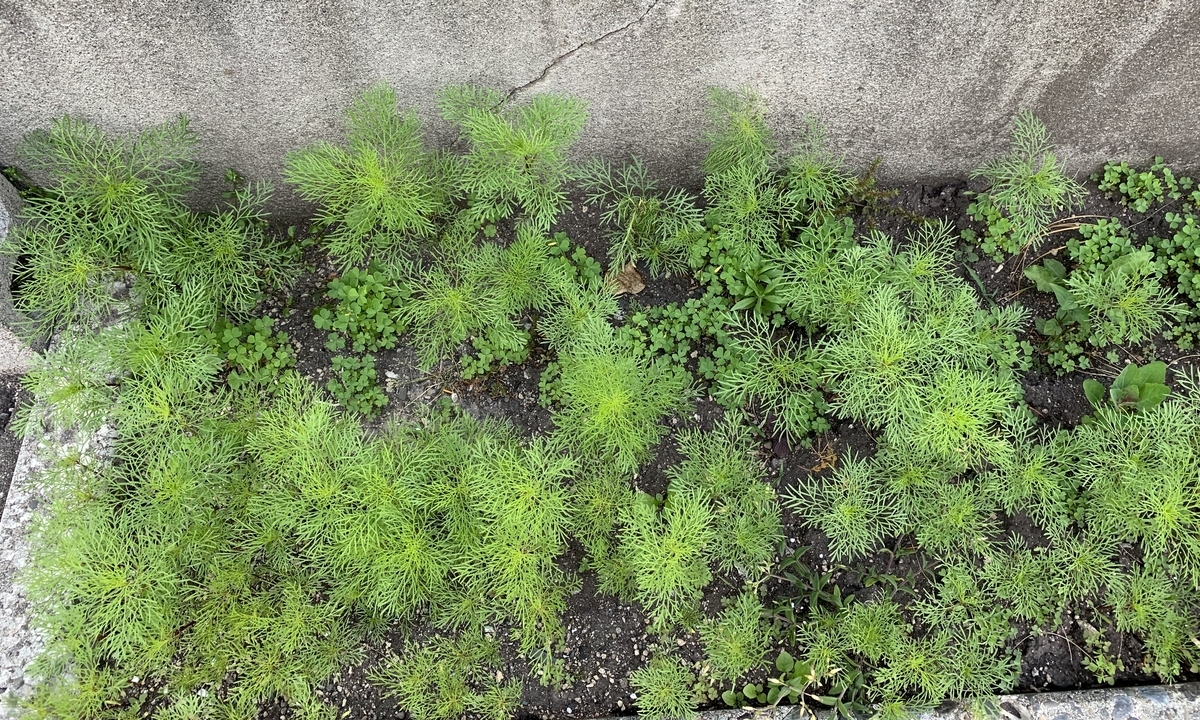 f:id:chocorash:20190614055850j:plain