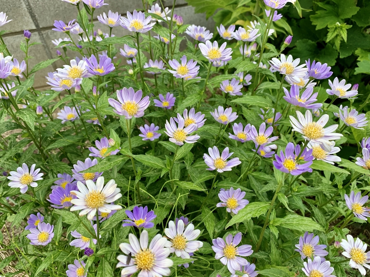 f:id:chocorash:20190614060107j:plain