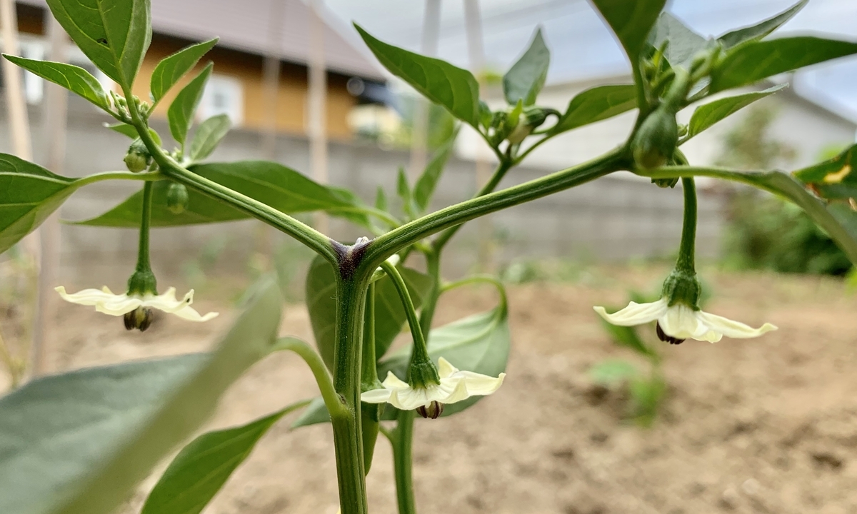 f:id:chocorash:20190614060648j:plain
