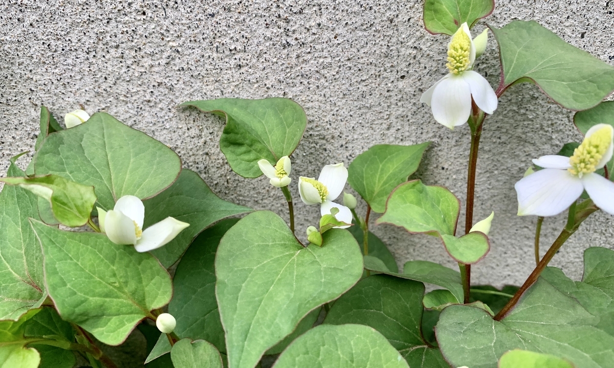 f:id:chocorash:20190614061622j:plain